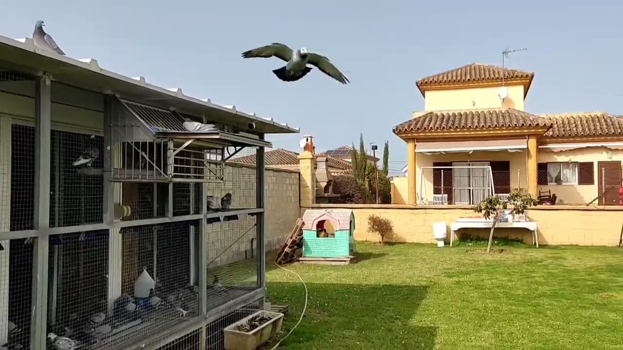 PALOMAS MENSAJERAS. Entreno en ruta 68 km Los Palacios (SE)