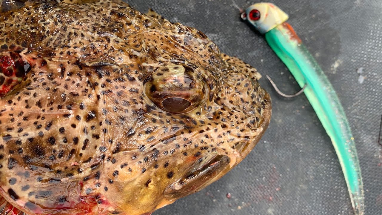 LOOKING DEEPER  |  San Diego Bay Fishing
