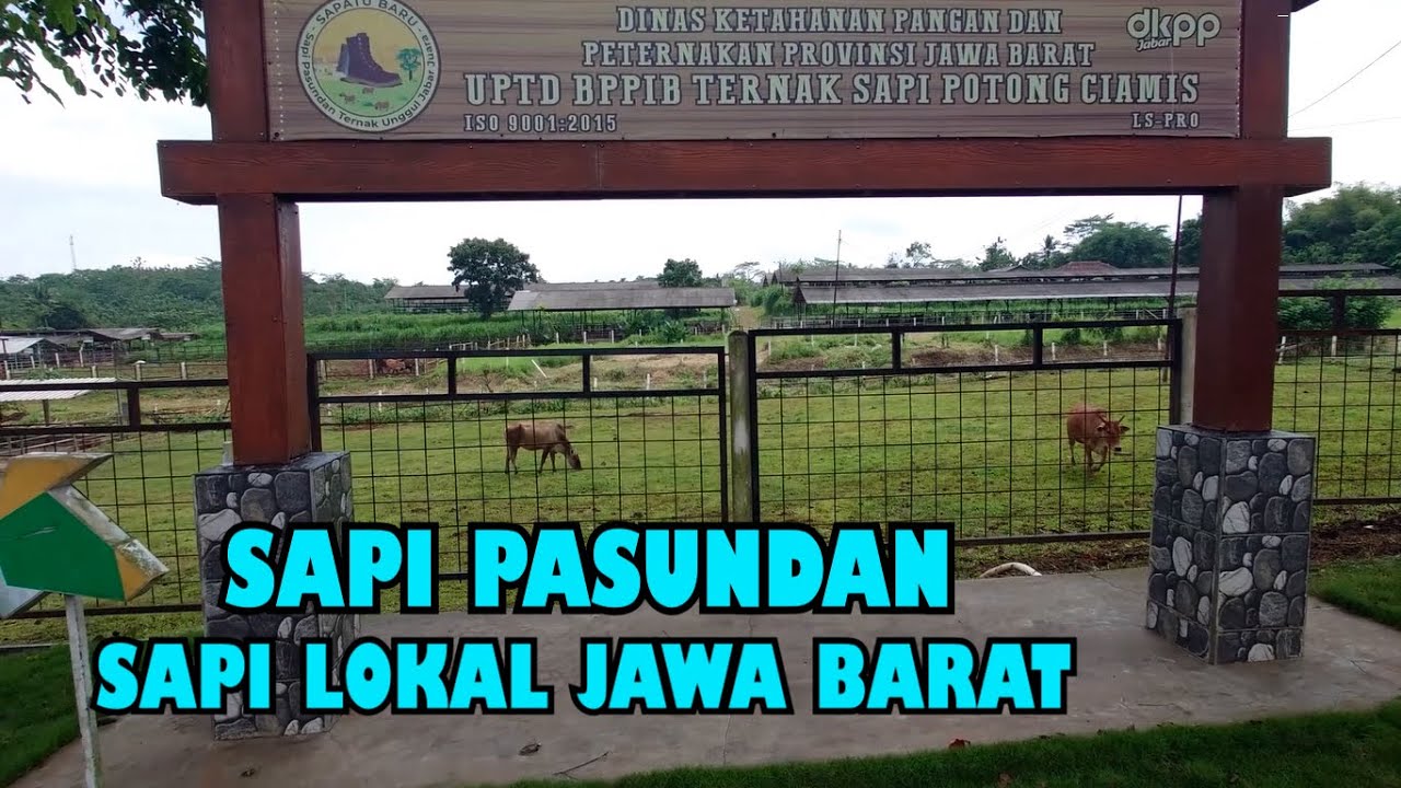 SAPI PASUNDAN DI BORONG BOS MUDA, SAPI LOKAL DAERAH JAWA BARAT.
