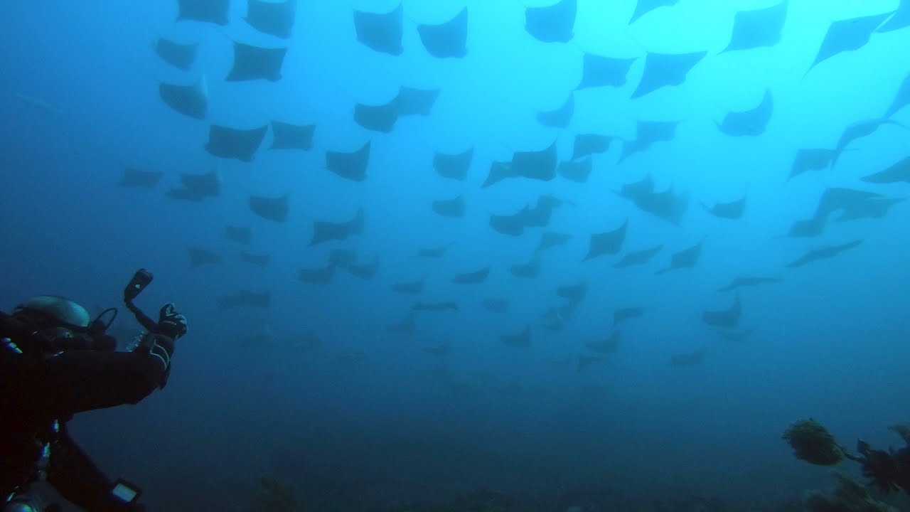 Rays for Days & Sharks on Deco -  Diving North Stradbroke Island