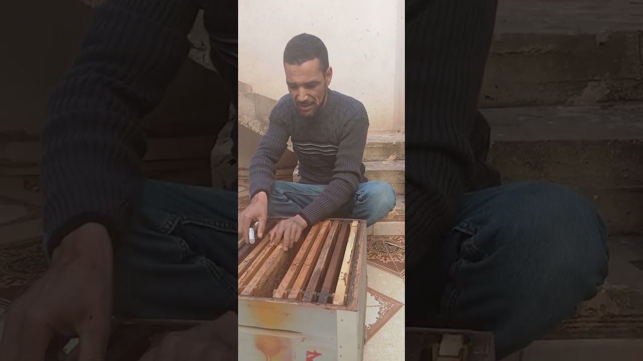 طريقة تقسيم في حالة قتل الملكة بلخطاء 