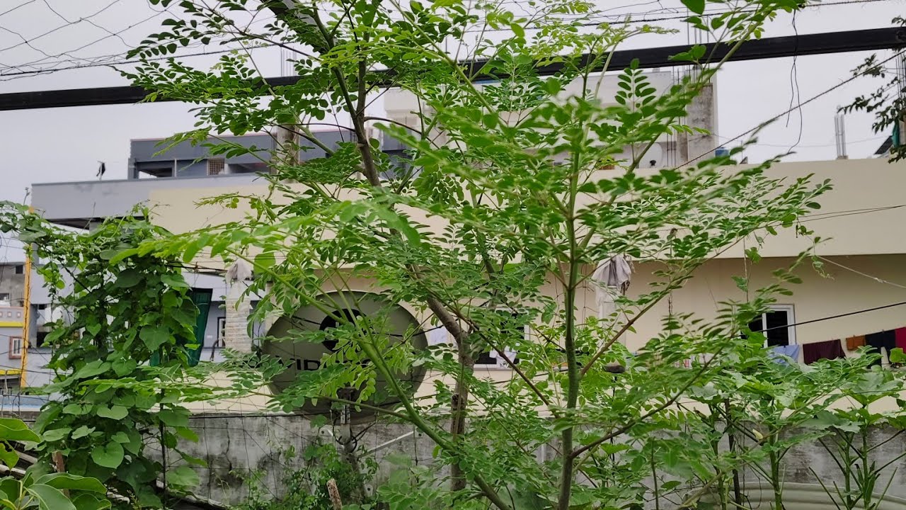 Miracle tree (మంచి మనుగడకు మునగ చెట్టు)