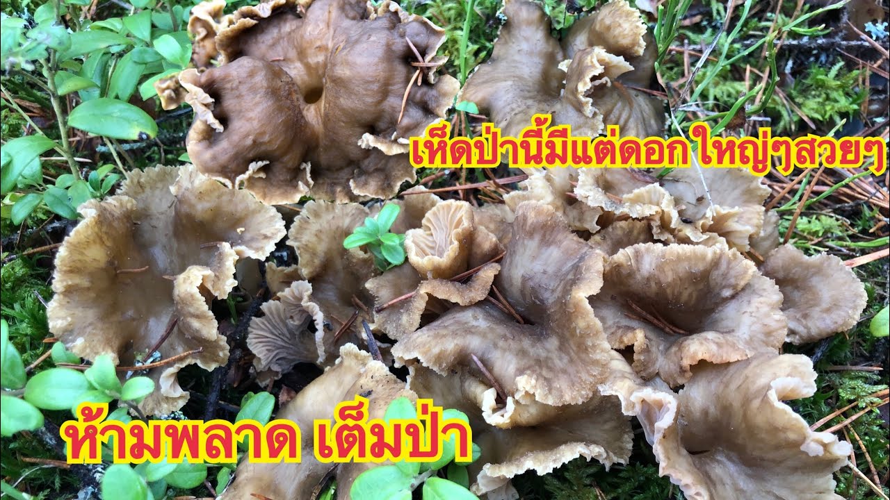 #เก็บเห็ดดำป่าที่ถูกลืม ปีนี้ตั้งใจว่าจะไม่เข้าป่านี้ เกือบพลาดมาก เห็ดดอกใหญ่ๆสวยๆเต็มป่า ฟินเฟอร์