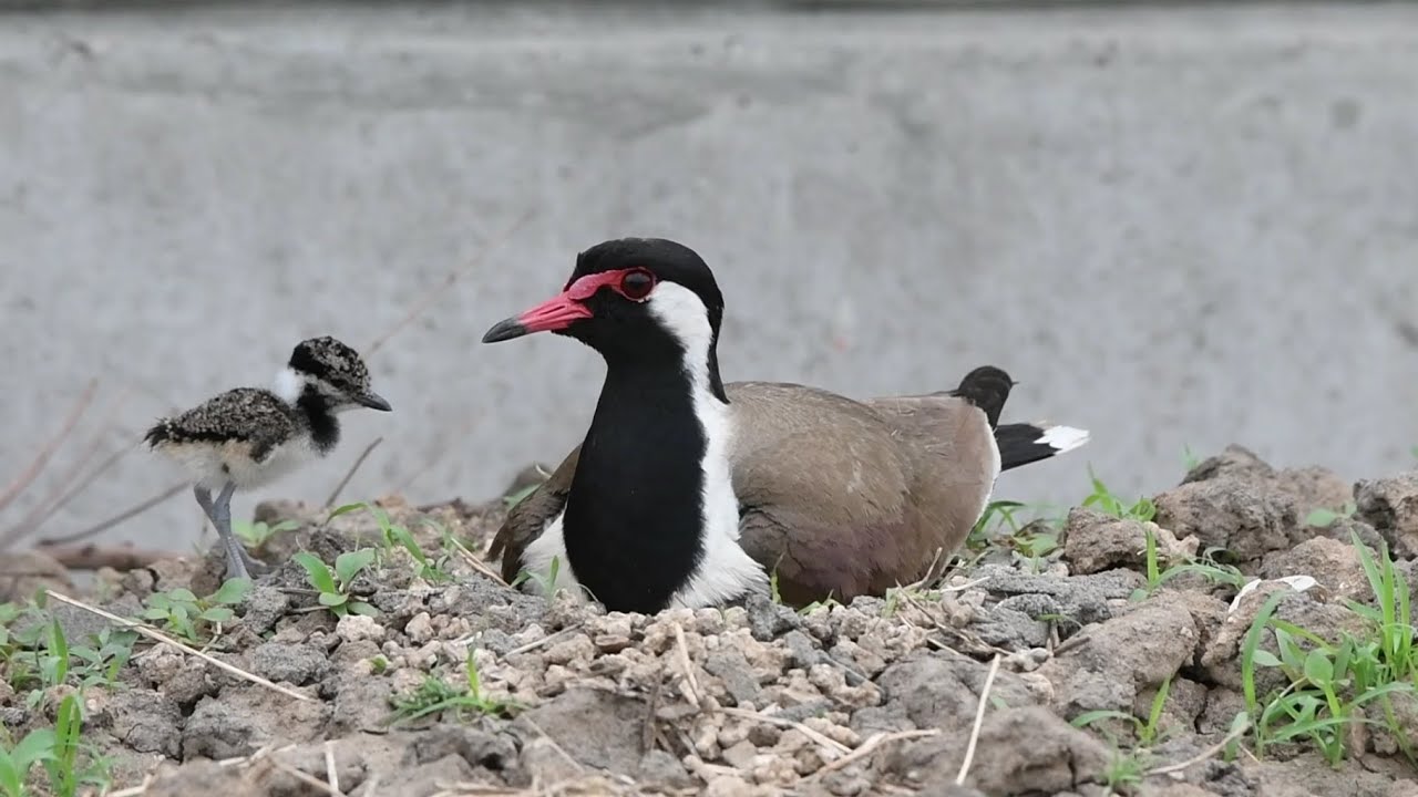 EVOLUTION (Red-Wattled Lapwing)