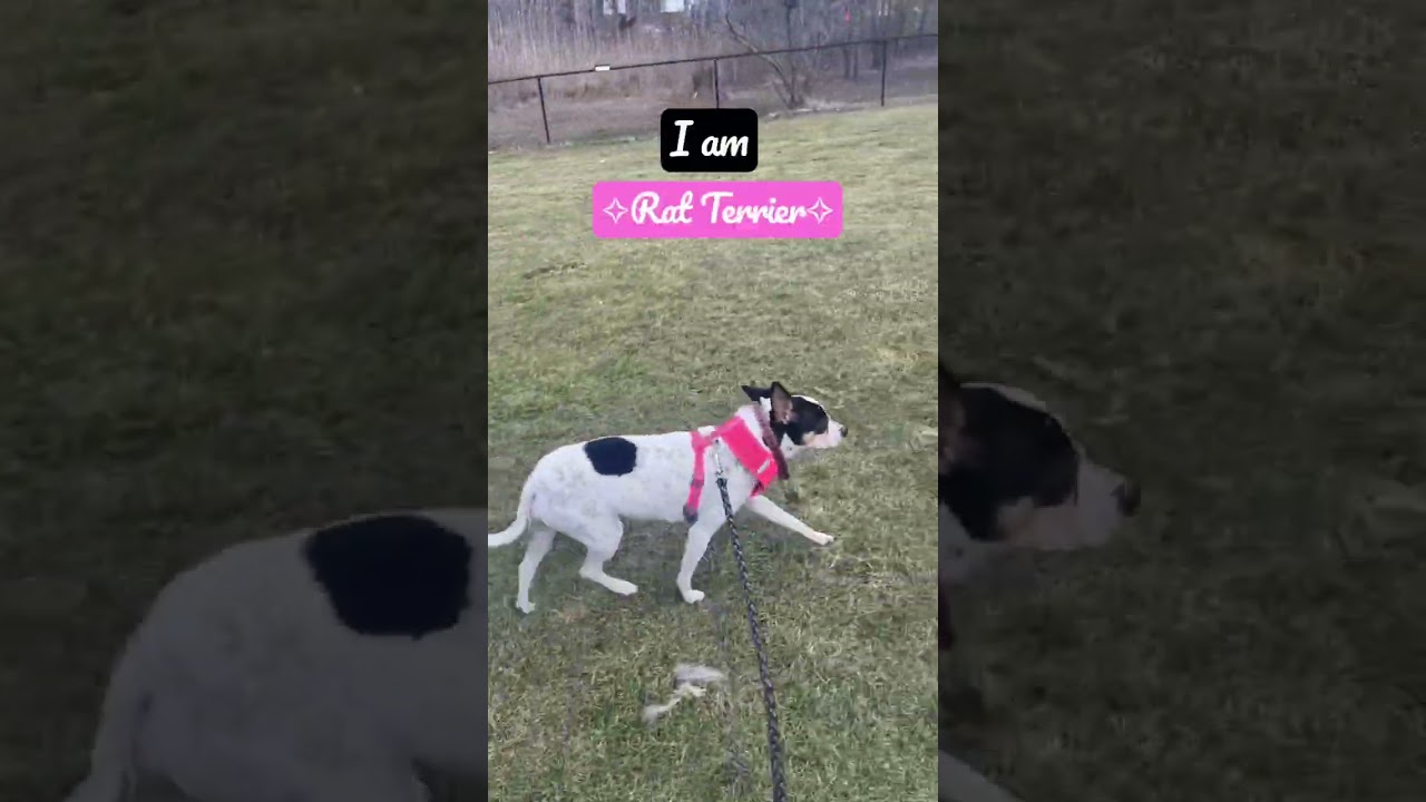 I Am Rat Terrier //DJ//
