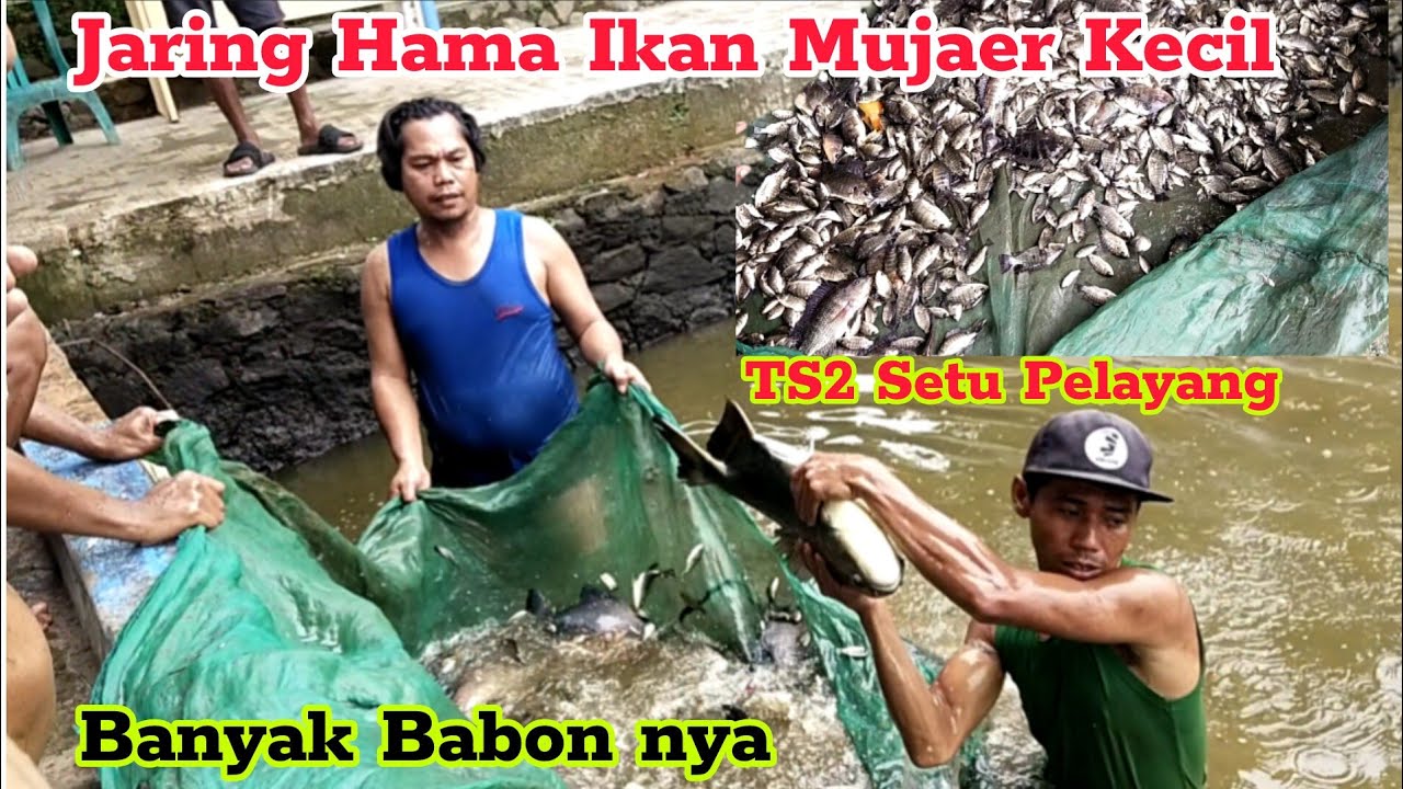 MANJAIN PARAH ANGLER‼️JARING IKAN MUJAER KECIL/BURAYAK 