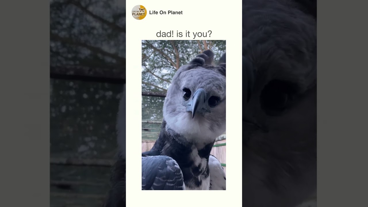 when hippogriff meets baby hippogriff #harrypotter #hippogriff