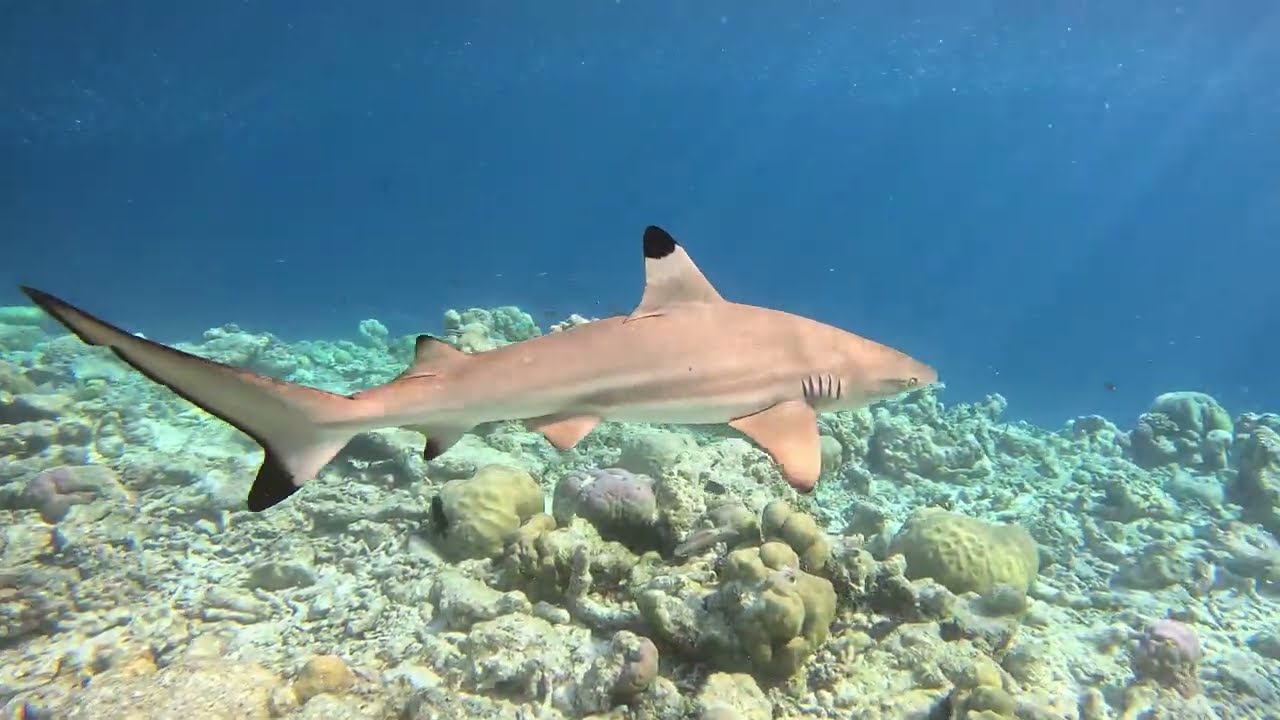 Maledivy - Nova Maldives - žraloci, sharks