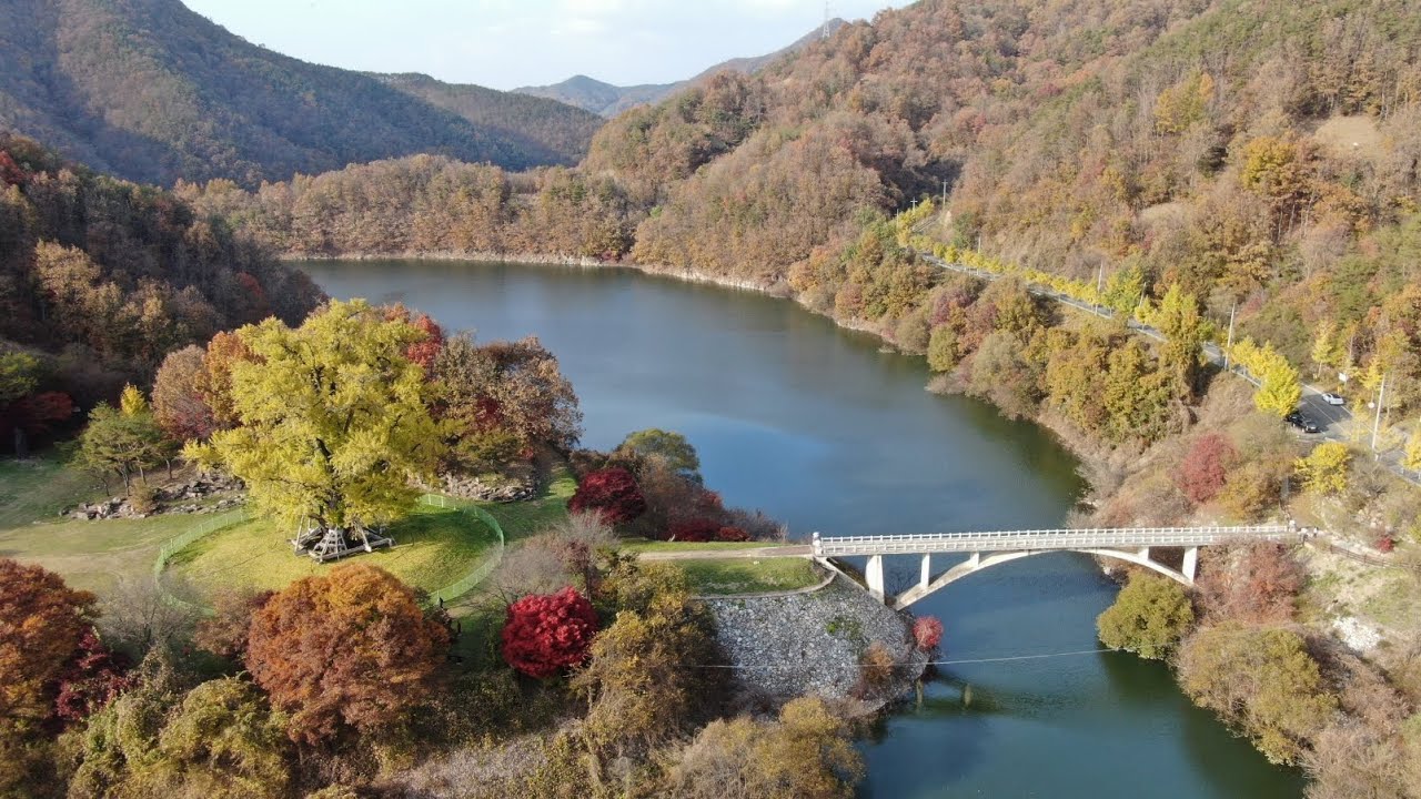 [Healing View] 경북안동 용계리 은행나무 가을풍경 드론영상 1080FHD [700 Years-old Ginkgo tree view on South Korea]