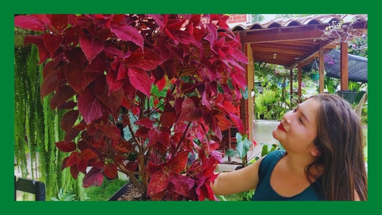 Como podar Coleos - Coleus/Cretona