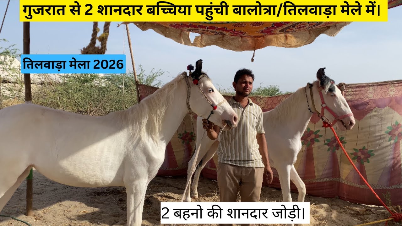 गुजरात से 2 शानदार जयमंगल बछिया आई तिलवाड़ा मेले मे बिकने के लिए वाजिब दाम में।#views#horse #popular