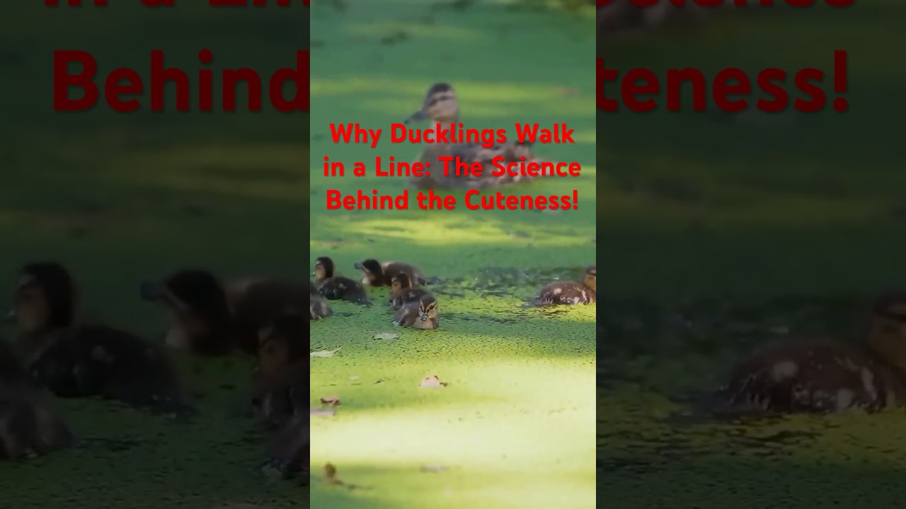 Why Ducklings Walk in a Line: The Science Behind the Cuteness!