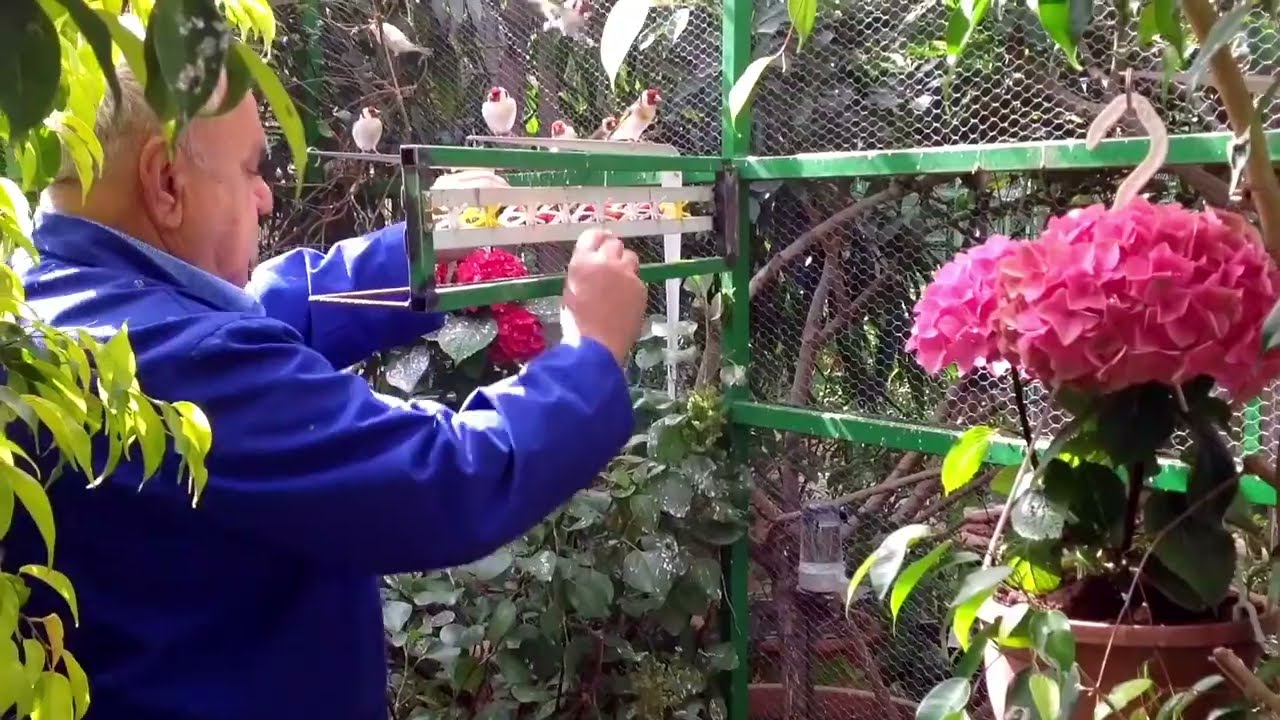 Il Cardellino e piu di hobby 🦅e una passione nel sangue ❤️