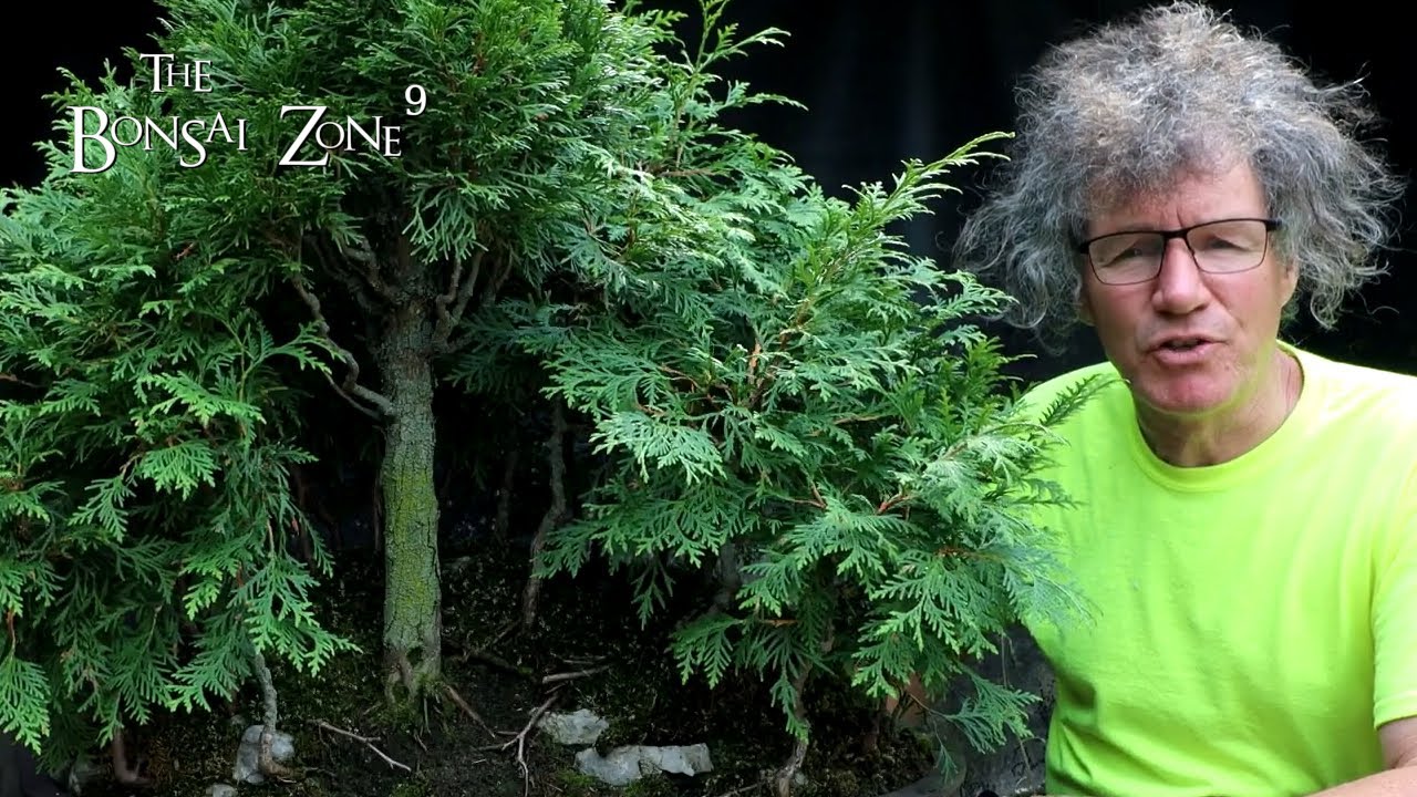 My Cedar Avatar Grove, The Bonsai Zone, Sept 2022