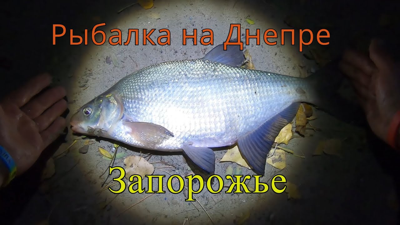 Рыбалка на Днепре. КРУПНЫЙ ЛЕЩ!!! Универсам. Бабурка (Запорожье) - 21 октября 2021 года