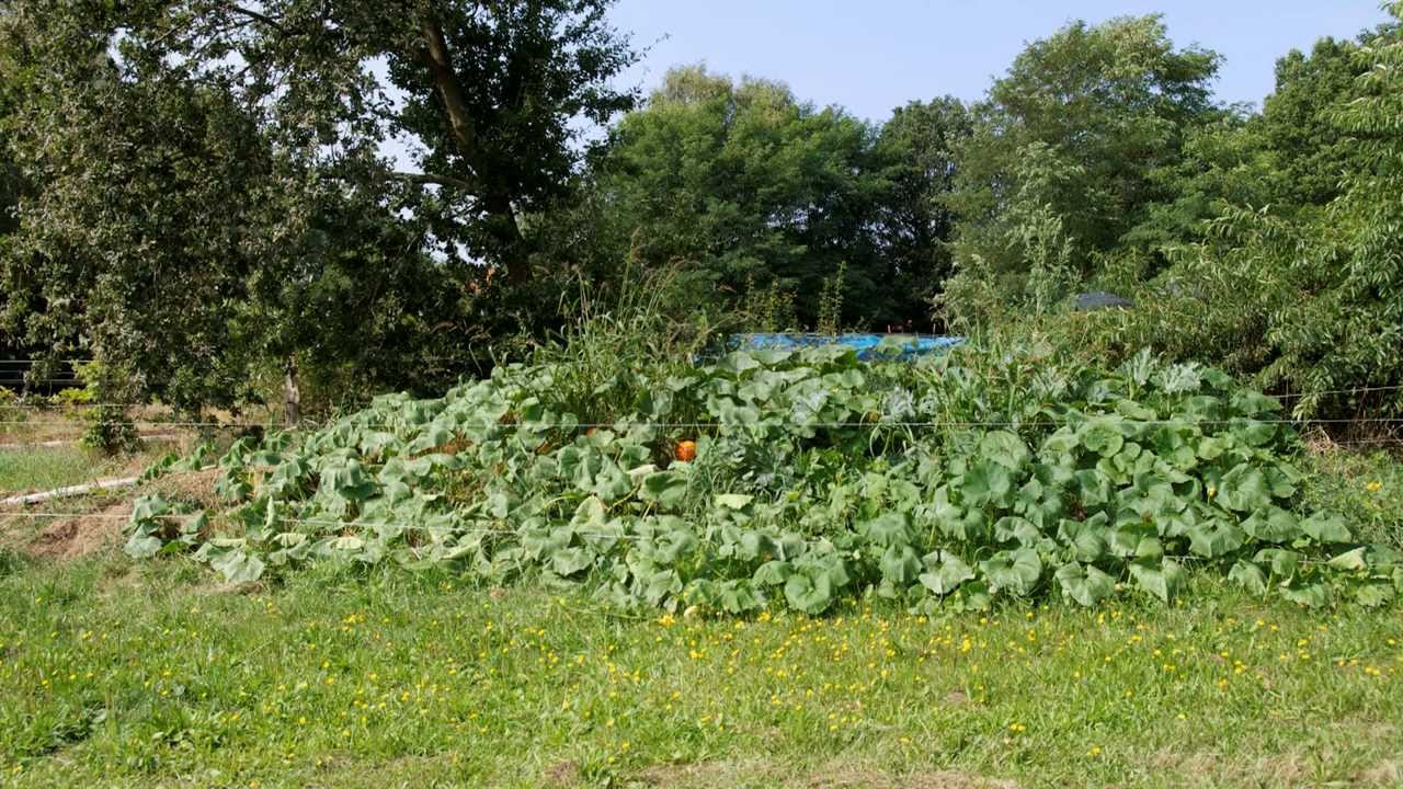 Ein Komposthaufen und eine Weidefläche behandelt mit Plocher-Produkten