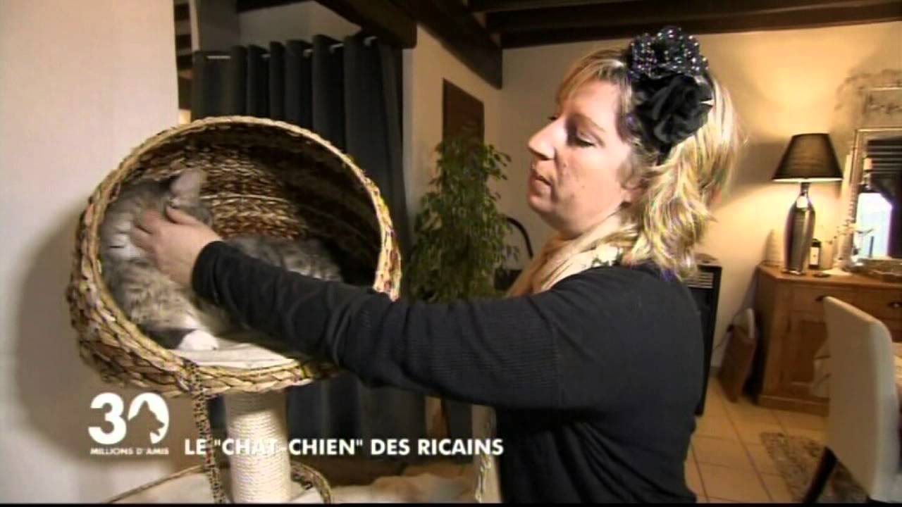 MAINE-COON LE CHAT CHIEN DES RICAINS