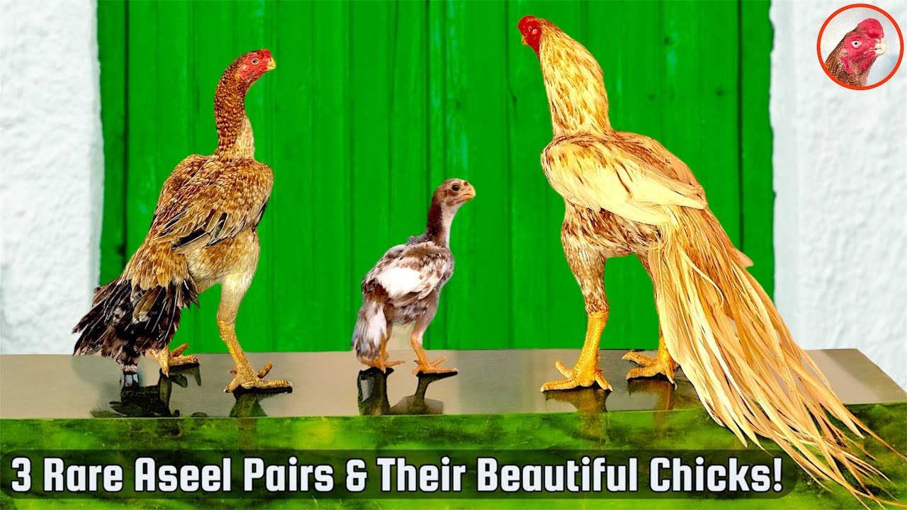 Parrot Beak Aseel Chicken Breeding Pairs | Fantail, Long Tail & Temper Tail Breeds