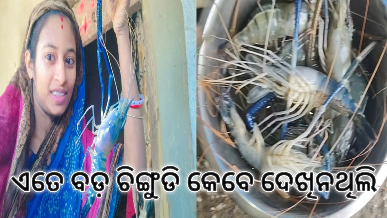 🤪 ଏତେ ବଡ ଚିଙ୍ଗୁଡି କେବେ ଦେଖିନଥିଲି 🤪