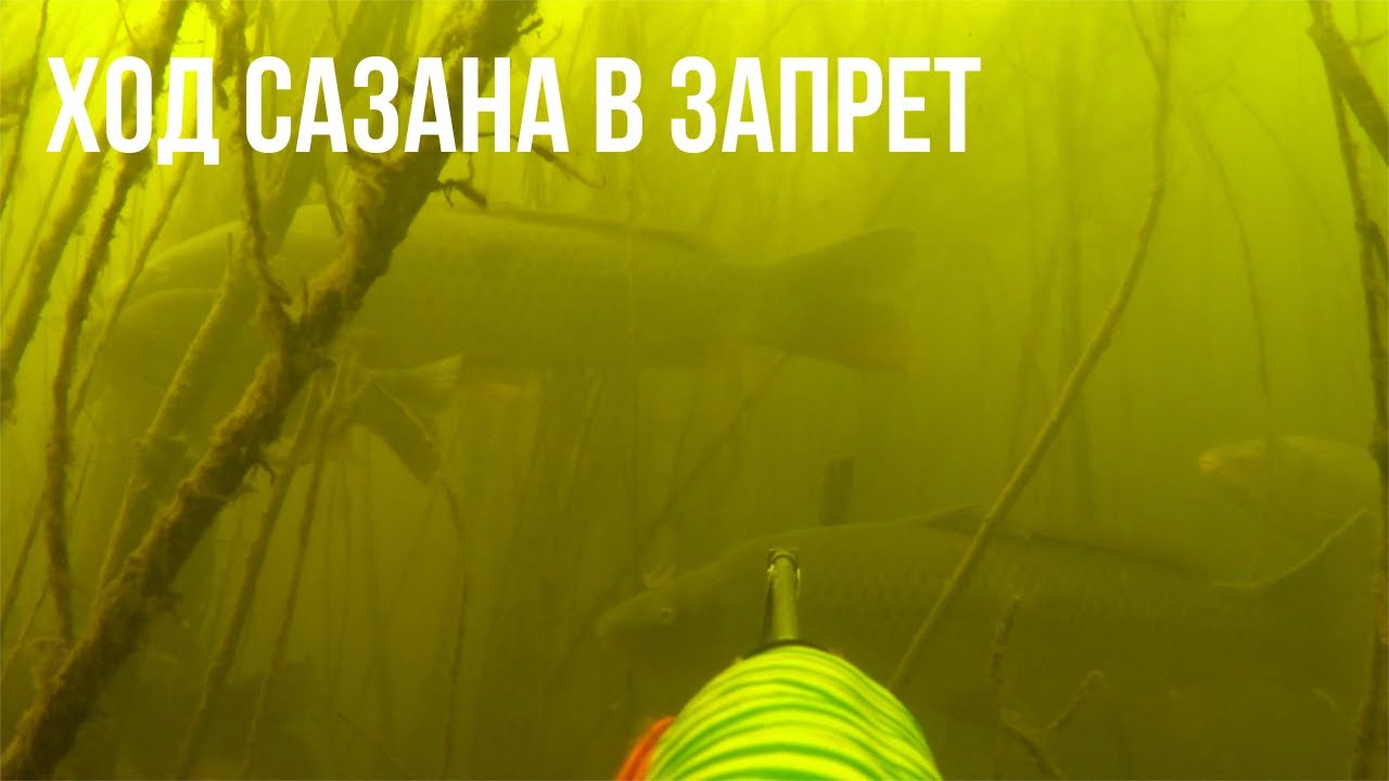 ПОДВОДНАЯ ОХОТА НА САЗАНА В ЗАПРЕТ. ВОЛГА
