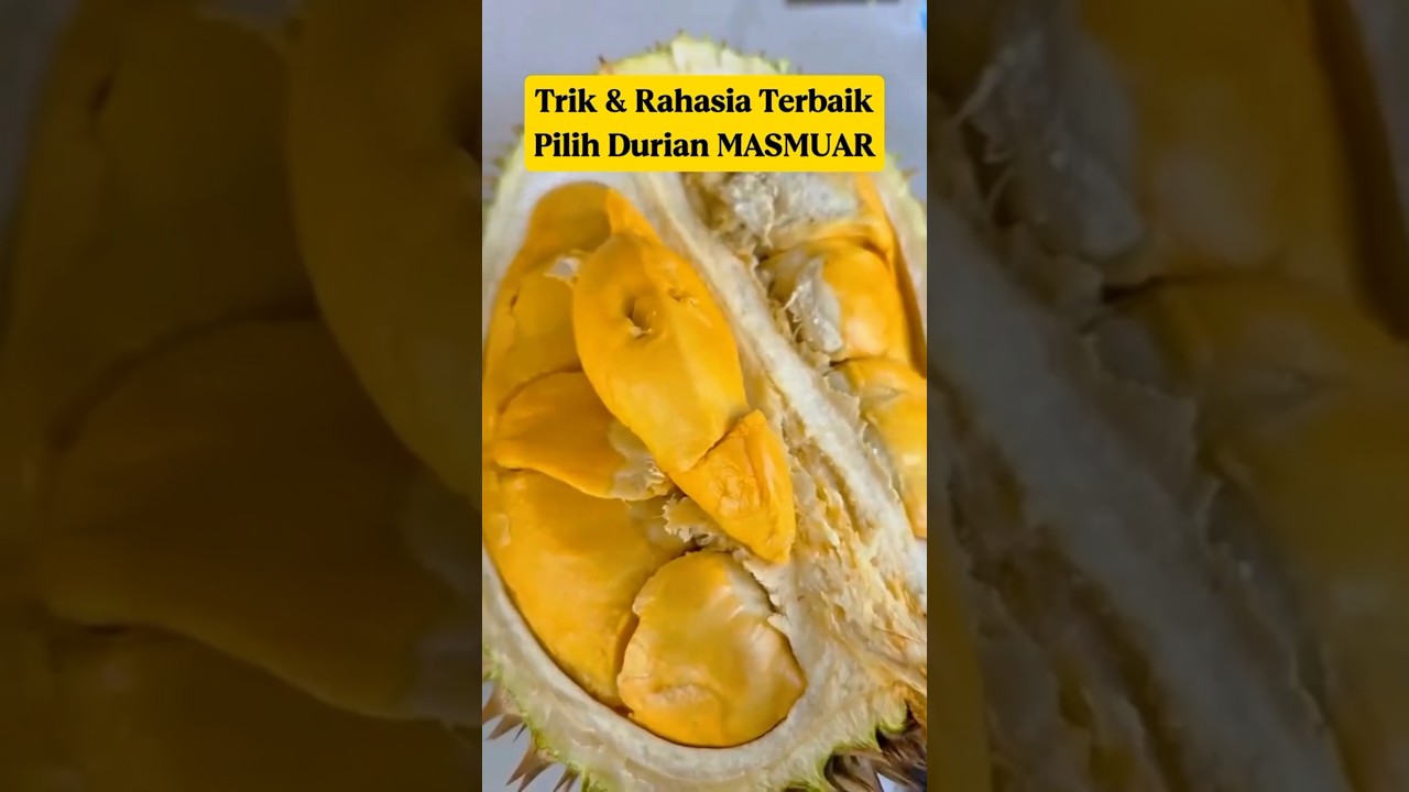 Rahasia Durian Masmuar Terbaik‼️ Manis, Pahit Elegan, Juara Dunia‼️