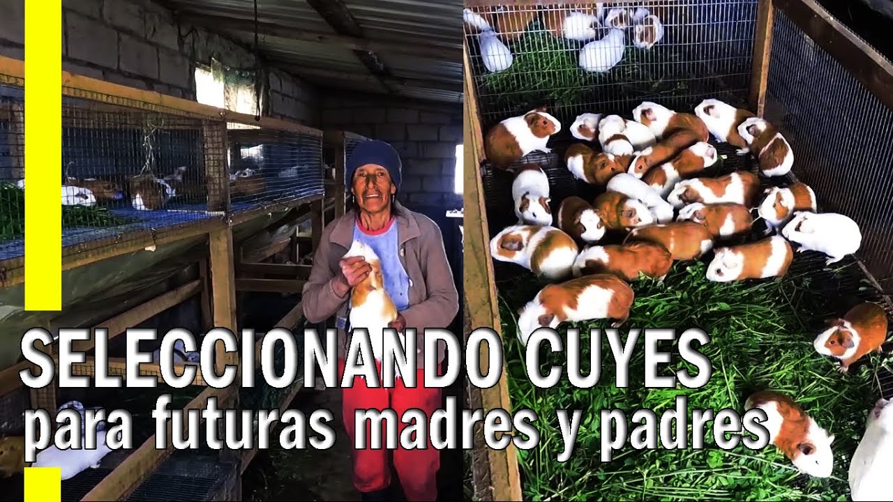 CLASIFICACIÓN DE CUYES PARA REPRODUCTORES