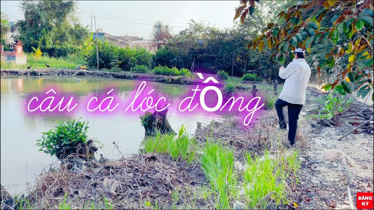 Câu cá lóc đen