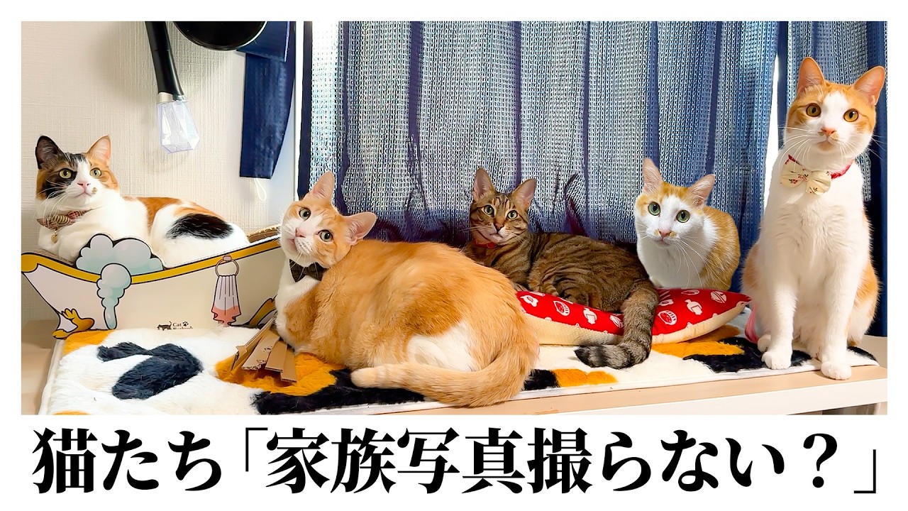 【最高すぎる】猫たちが急に「家族写真撮ろうよ」と集まってきました。