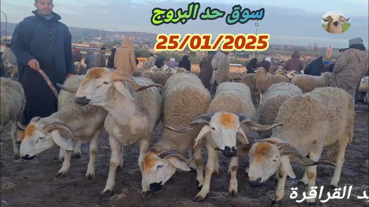 اليوم من سوق حد البروج 25/01/2026 جهة سطات نقدم لكم ثمن 🐏🐑🇲🇦