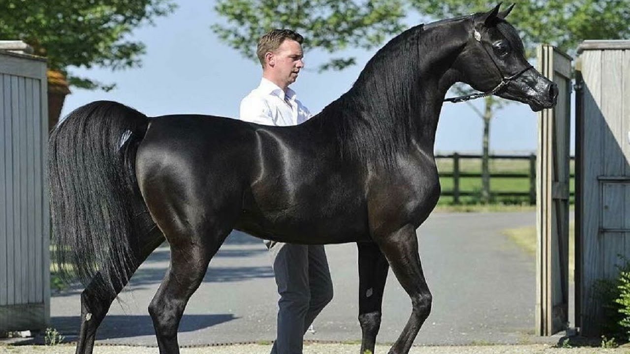 أجمل الخيول العربية الأصيلة في العالم عام 2019 الجزء (2) | Best Arabian Horses In The World 2019