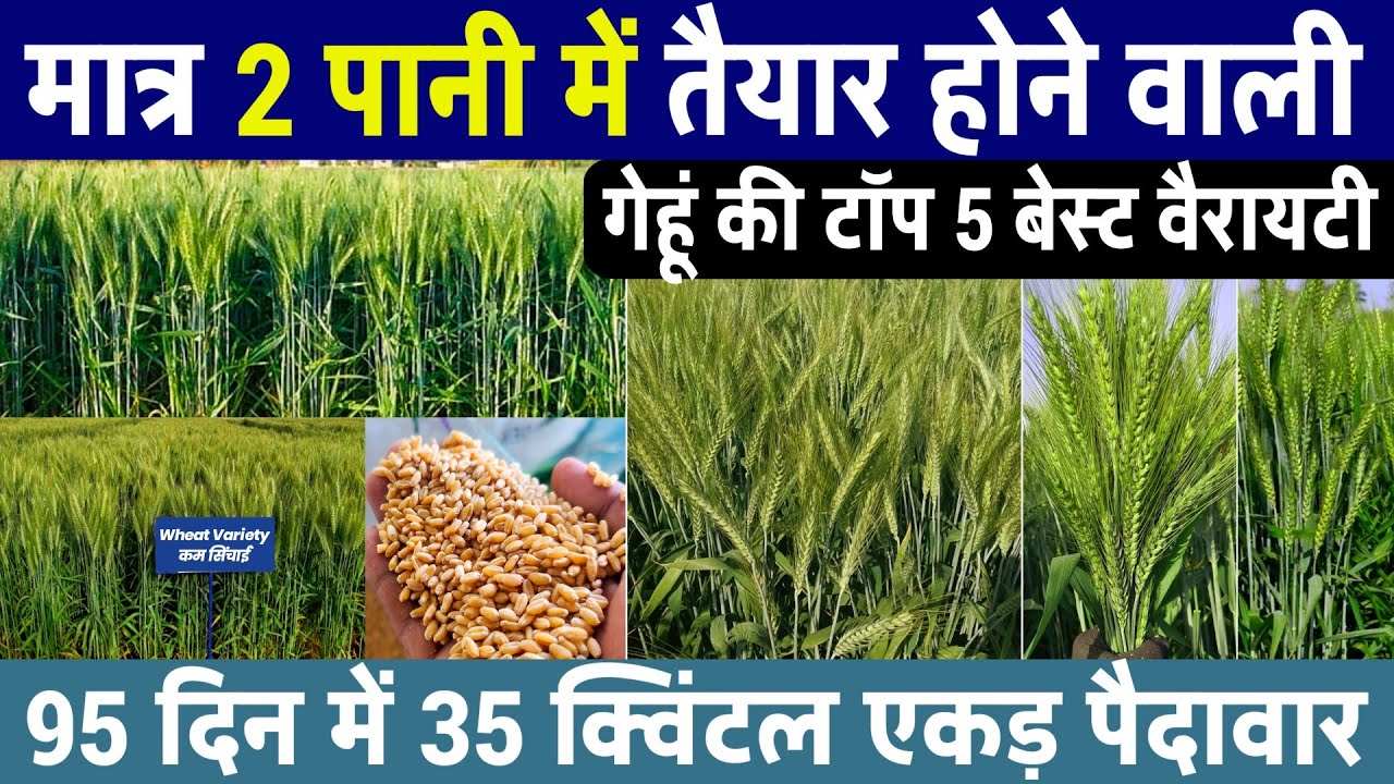 कम पानी वाली गेहूं💧TOP-5🌾kam Pani mein taiyar hone wali gehun🌾gehun ki best variety |gehu ki variety