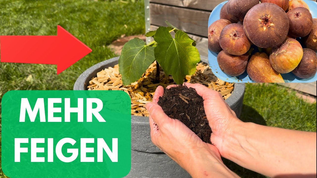 Feigen im Kübel richtig pflanzen - die perfekte Erde für eine große Ernte