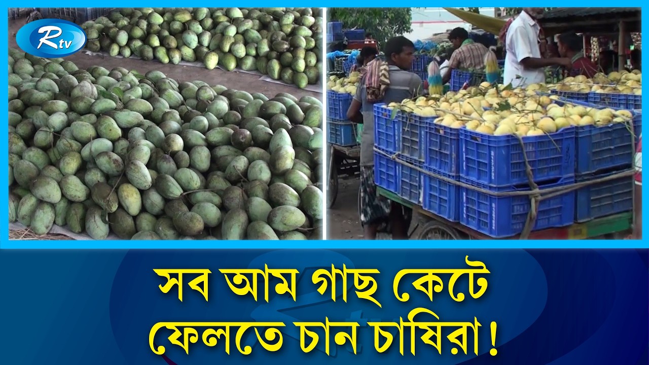 আম চাষে উঠছে না খরচ, তাই গাছ কেটে ফেলতে চান চাষিরা! | Mango Farming | Rtv News