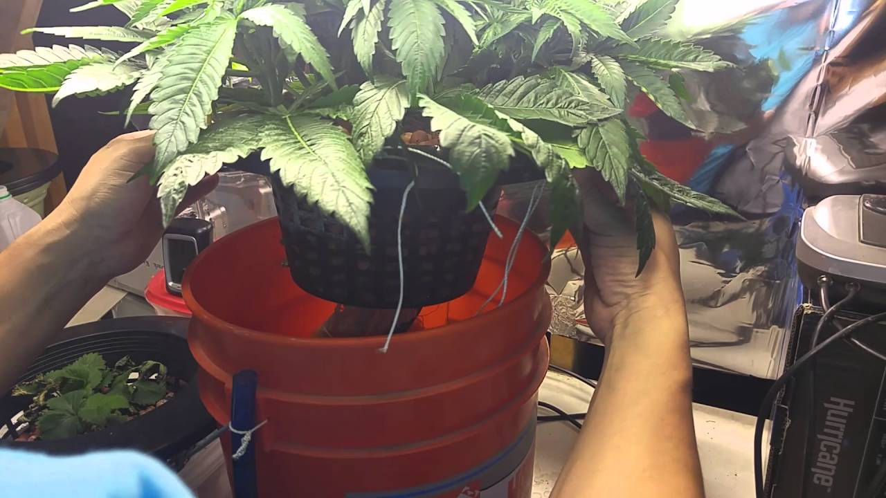 Crop King Seeds Purple Kush Fem DWC Cannabis Grow Day 60 from Seed (DEFOLIATION PART 1)