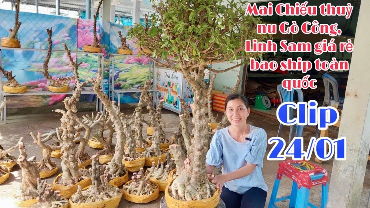 MCT Lá Lớn (Tàn Dù, Cụm Rừng, Bắt Cầu) Giá Vài Trăm - LH #0939046405 Nhật Truyền 24/1