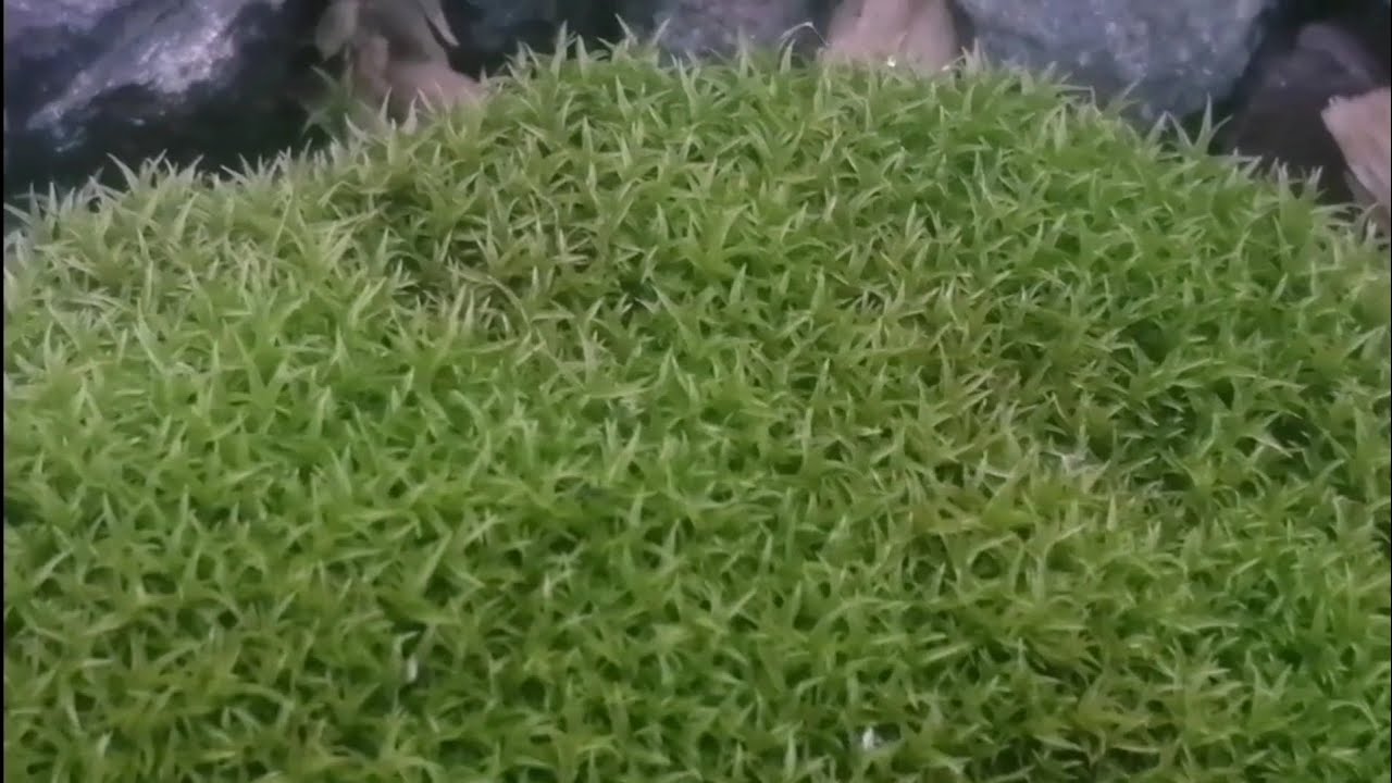 Google AI Reveals Abundance of Didymodon Mosses in Britain #bryophytes