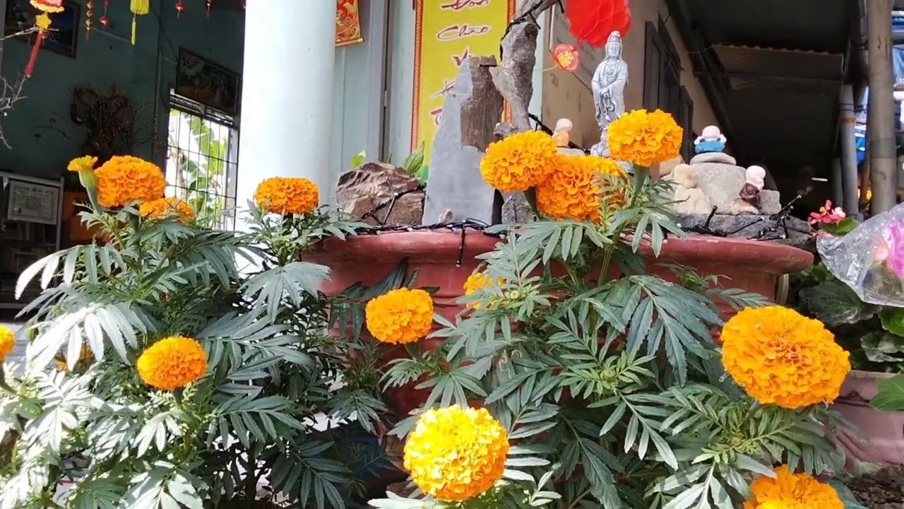 CON XIN SÁM HỐI