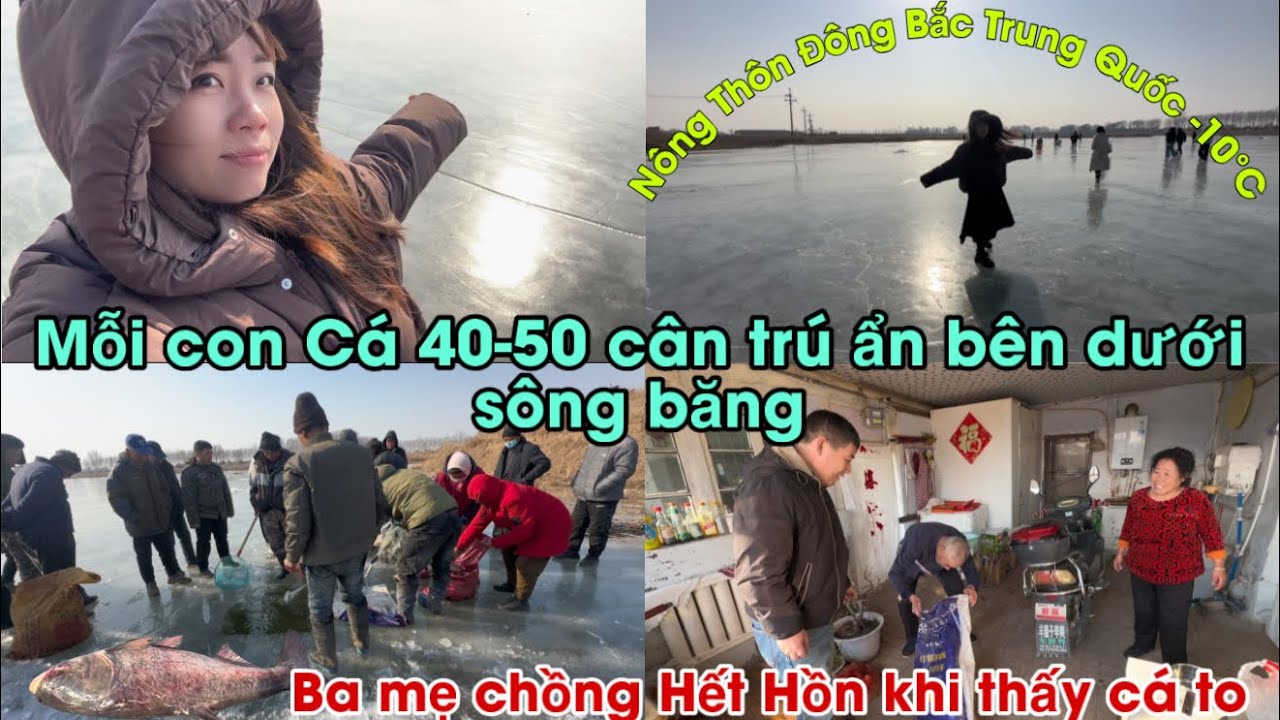 #782🇨🇳Mỗi Con cá 40-50 cân Khổng lồ Trú Ẩn dưới Sông Băng❄️Đục Lỗ kéo lưới bắt cá lớn ở Trung Quốc 