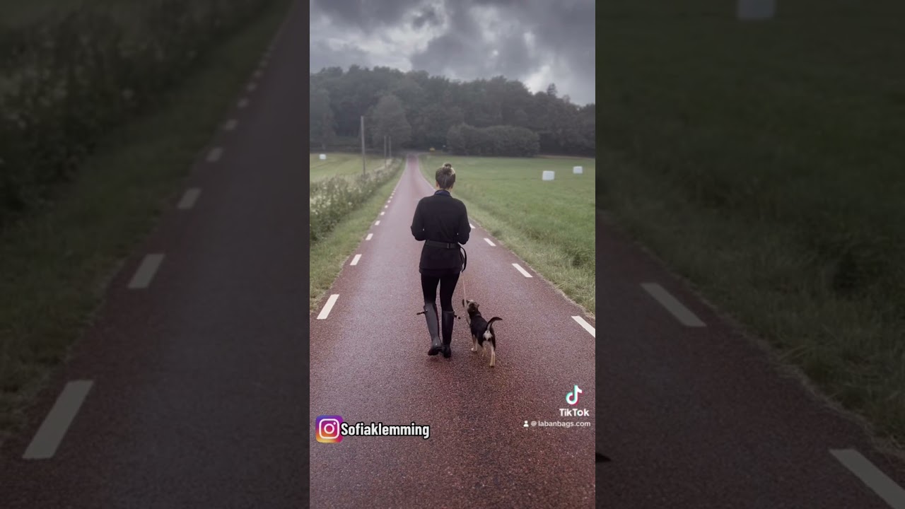 2m koppel & halsband f&aring;r hunden att dra mer #hundtr&auml;ning #valp #hund