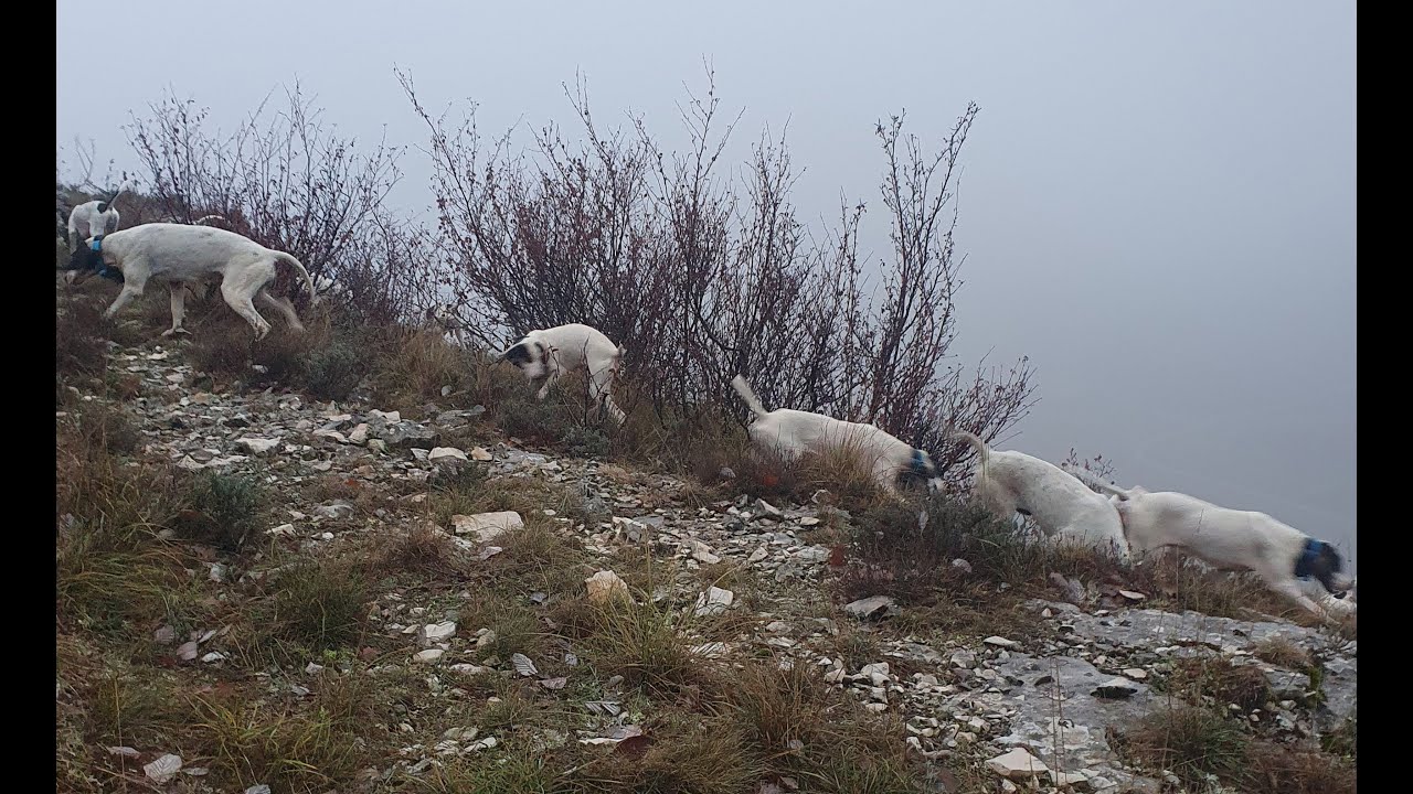 Chasse lièvre du 23 janvier 2025. Chiens courants Ariégeois en Drôme Provençale.