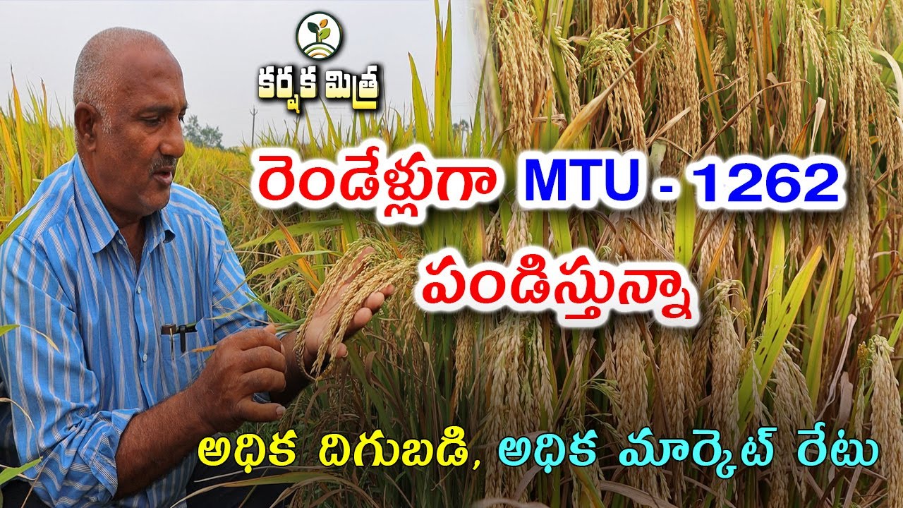 MTU 1262 వరి రకంతో అధిక దిగుబడి అధిక మార్కెట్ రేటు || Best Paddy Variety MTU 1262 || Karshaka Mitra