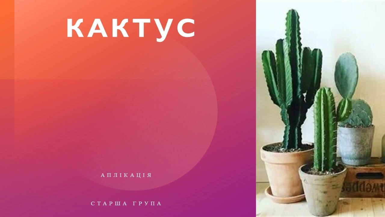 Старша Б Аплікація Кактус