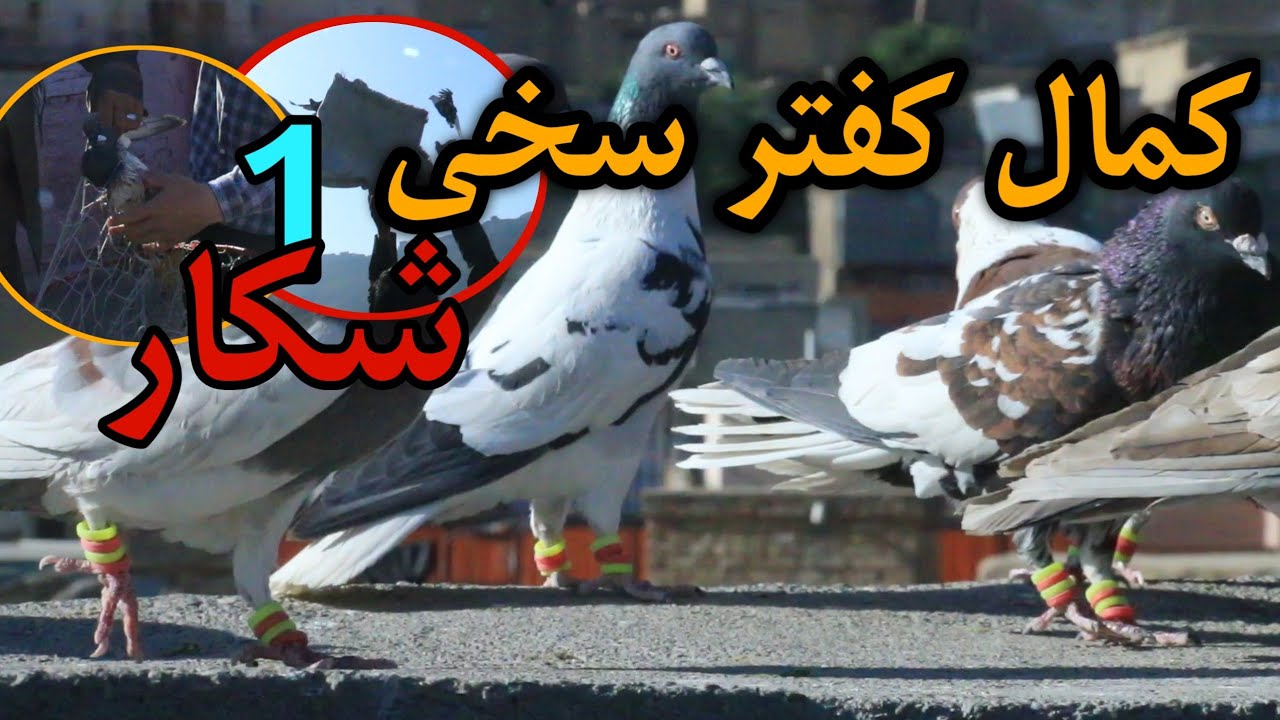 شکار جانانه ماما حسین | کمال کفتر های سخی در کفتر بازی | دو طرف کفتر بازی calling pigeons from sky ♥