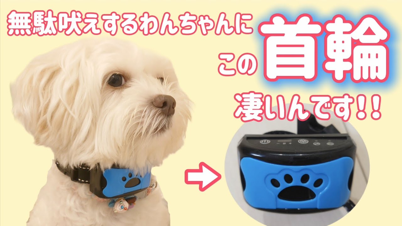 【無駄吠え防止首輪】愛犬の無駄吠えに悩む飼い主さんは是非見てください！|220頭多頭飼育崩壊元保護犬マルシーズ