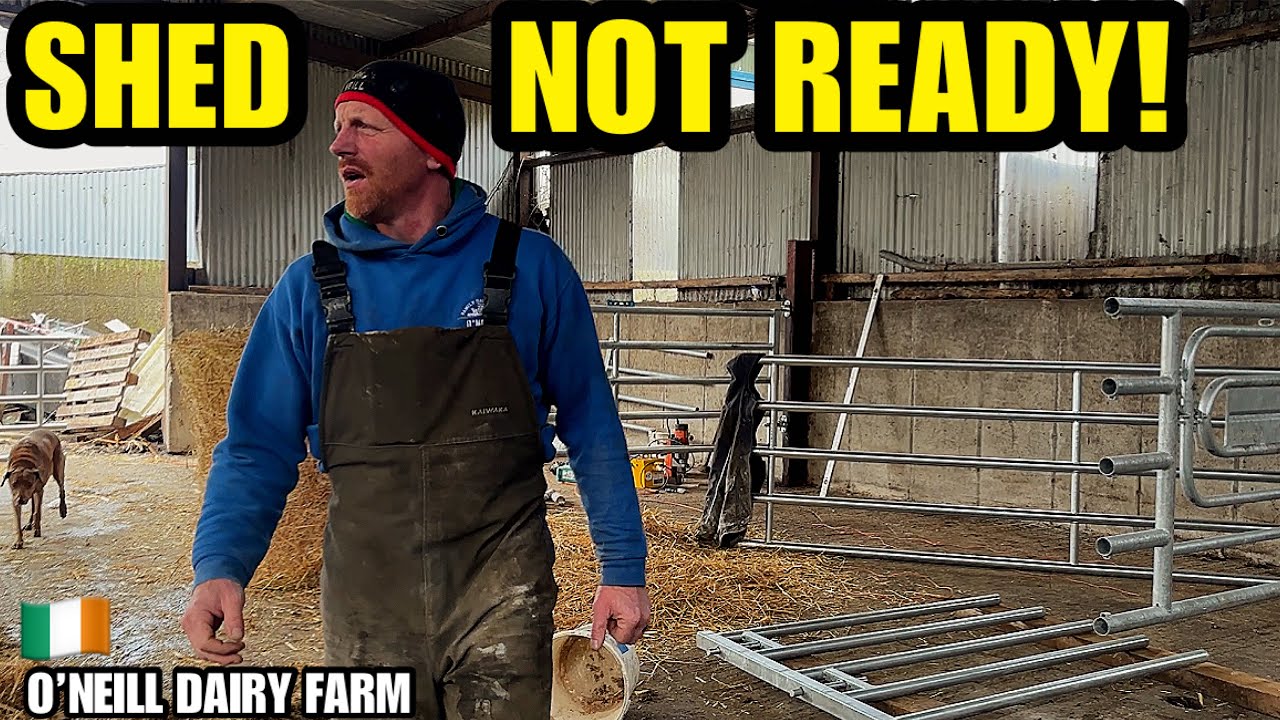 Calving Starts&hellip; & The Shed Isn&rsquo;t Done Yet!🐄 Ep161
