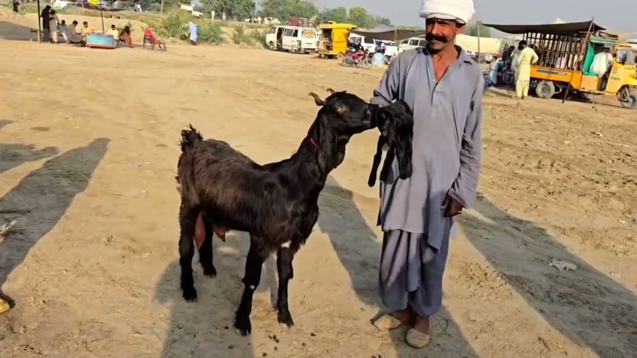 #Goats