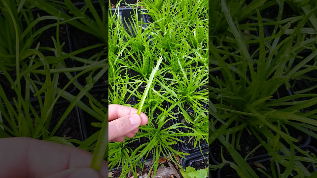Tasty & Crisp Minutina - Plantago coronopus