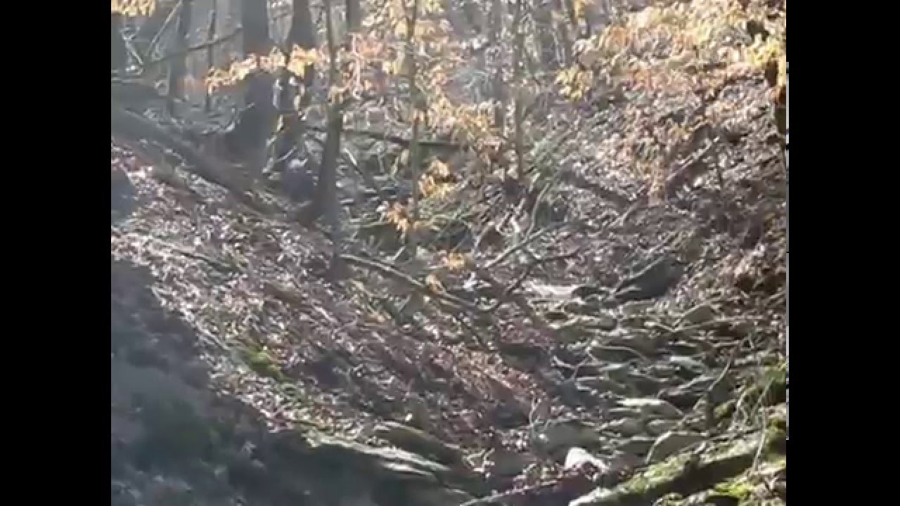 Large Black Hogs Forest Raised