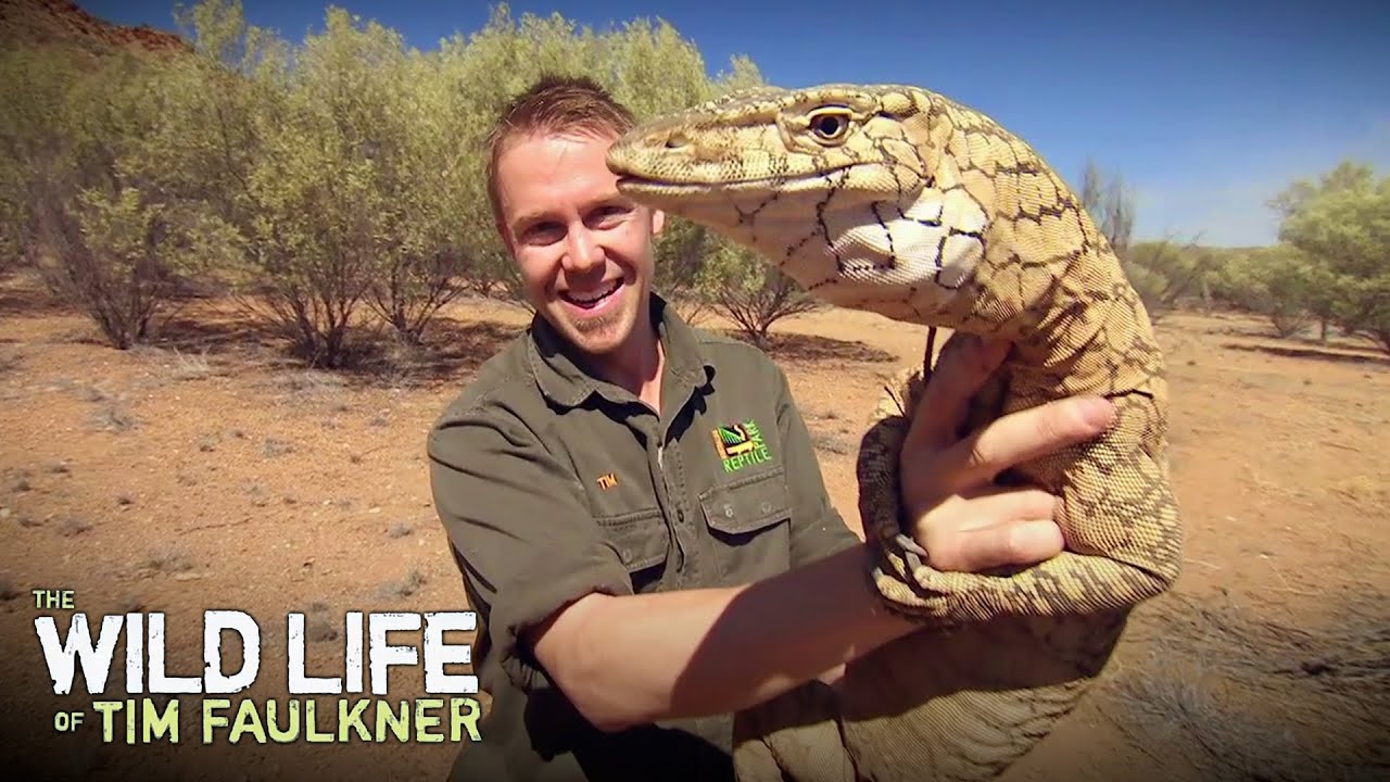 Just a Regular Sized Lizard Found in Outback Australia | Full Episode | Wildlife of Tim Faulkner