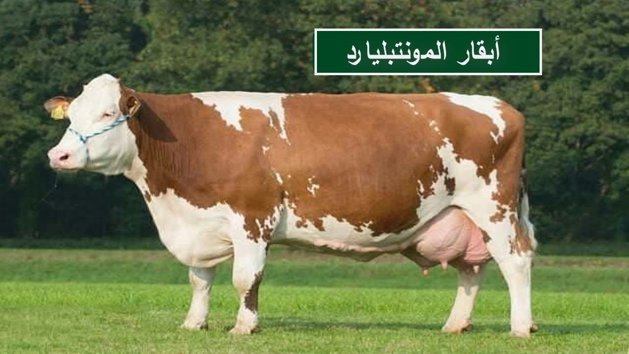 سلالة أبقار المونتبليارد | مميزاتها وخصائصها الانتاجية